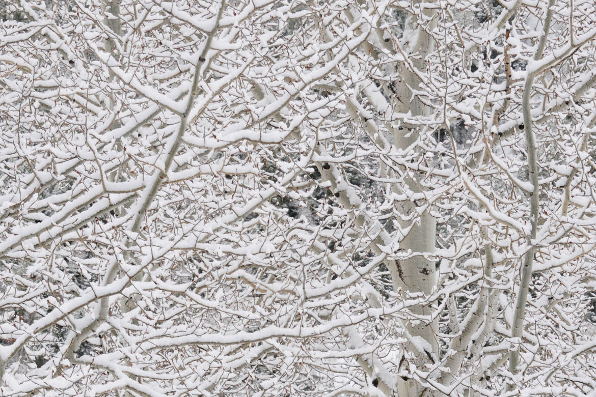 Frost in Telluride
